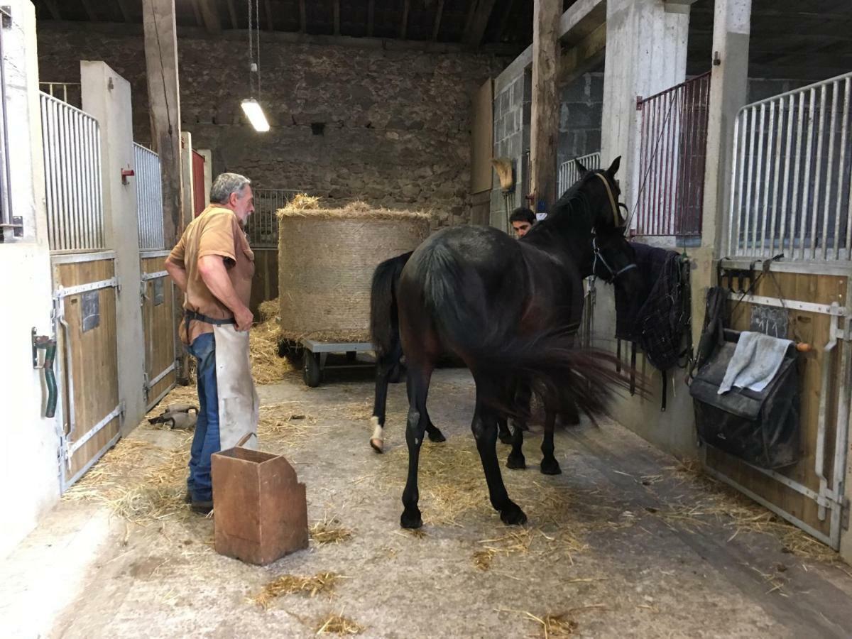 Ferme Gite Equestre En Charente Confolens Eksteriør bilde